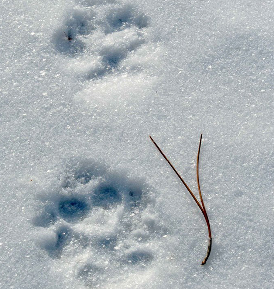 Winter Ecology Training at Bark Lake Leadership Centre