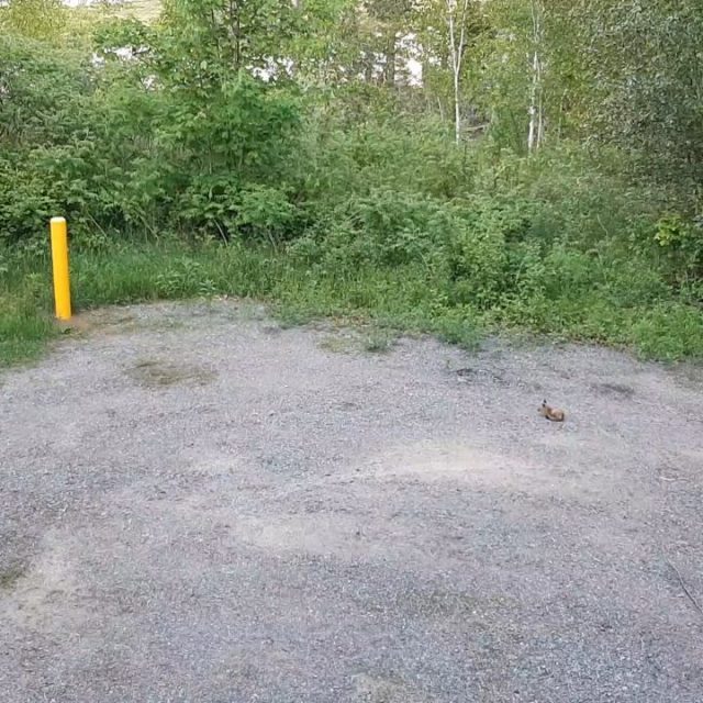 What does the fox say?  Listen carefully and you'll find out!
#fox #foxkit #whatdoesthefoxsay